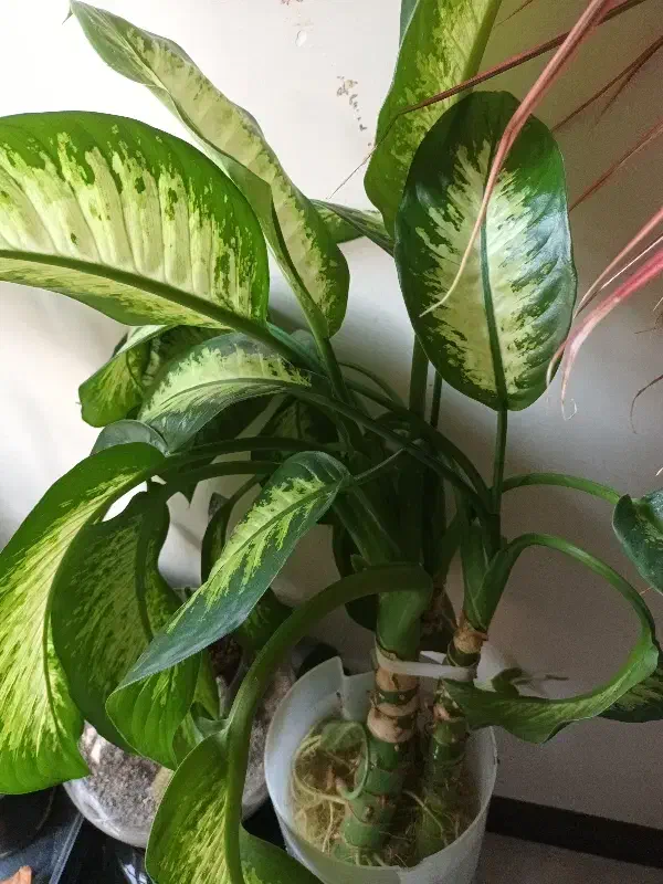 گل دیفن بافیا ۳تا|گل و گیاه طبیعی|تهران, شهرک شهید باقری|دیوار