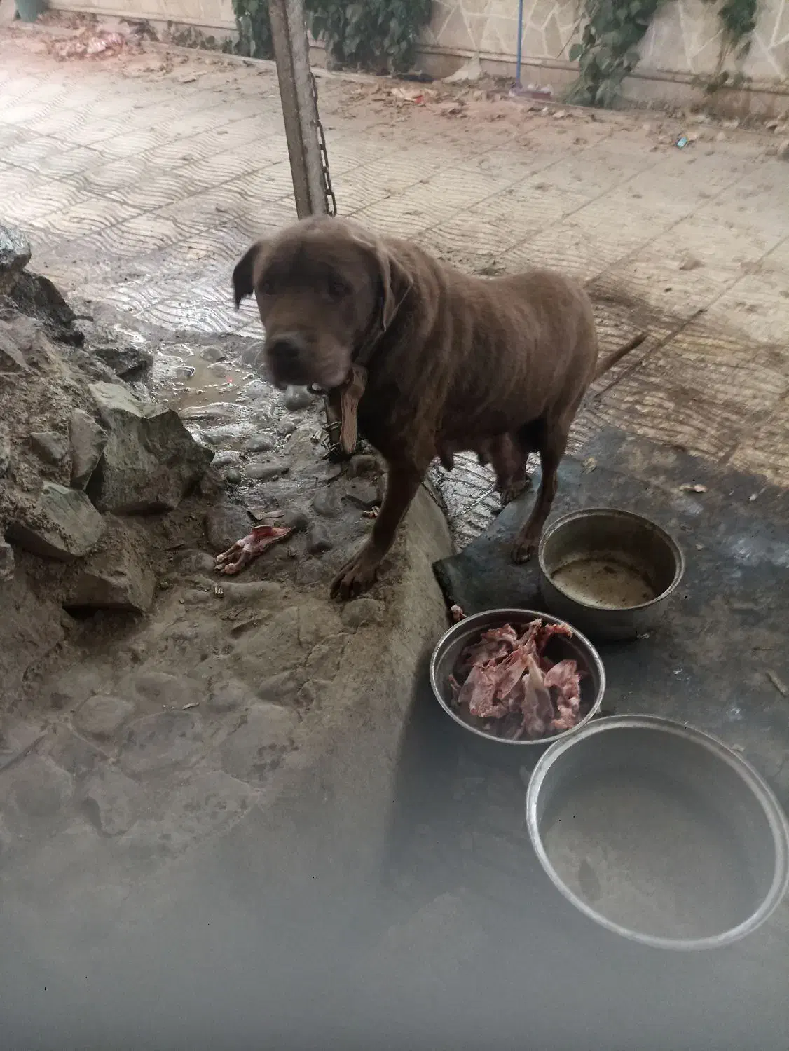 سگ تربیت شده|سگ|فردیس, سرحد آباد|دیوار