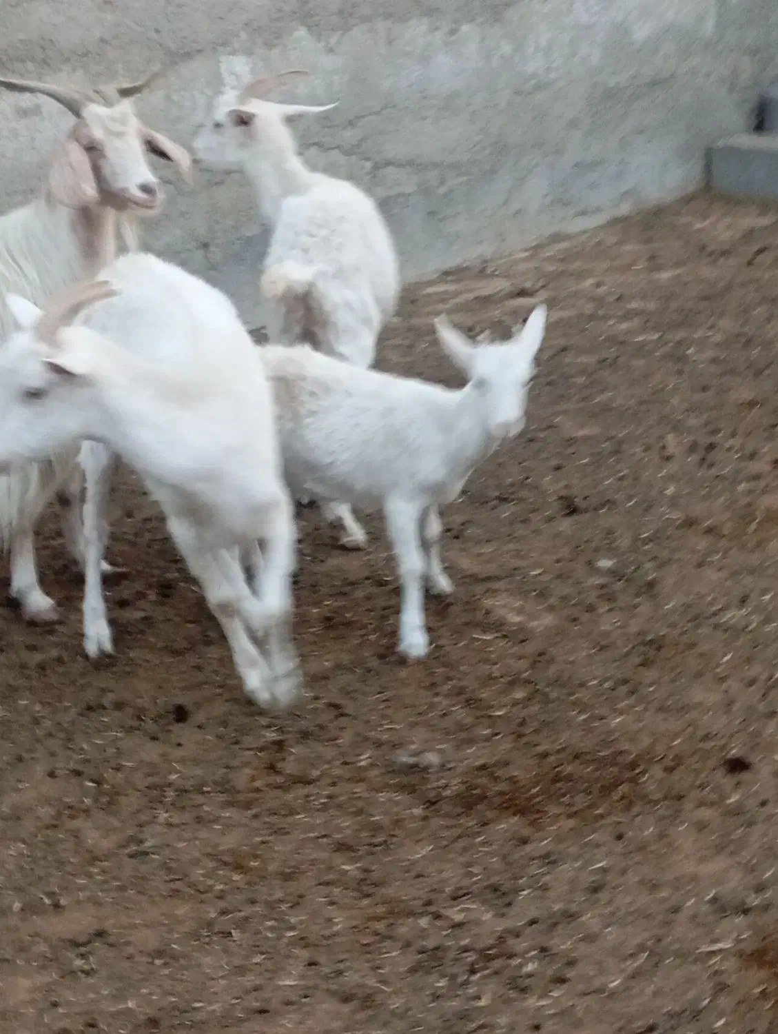 فروش بز های سانن|حیوانات مزرعه|ماهدشت, |دیوار