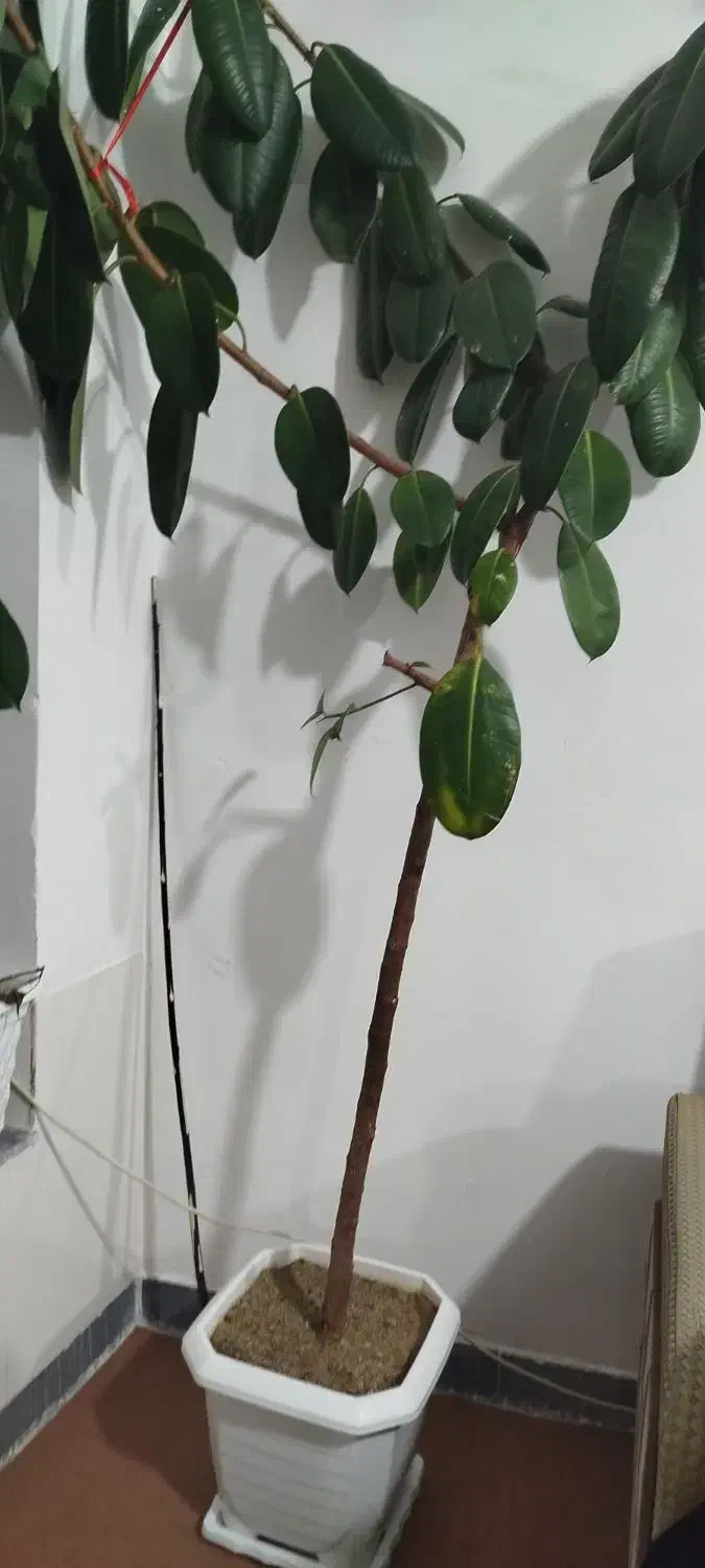 گل در راه رو یا هال|گل و گیاه طبیعی|سقز, |دیوار