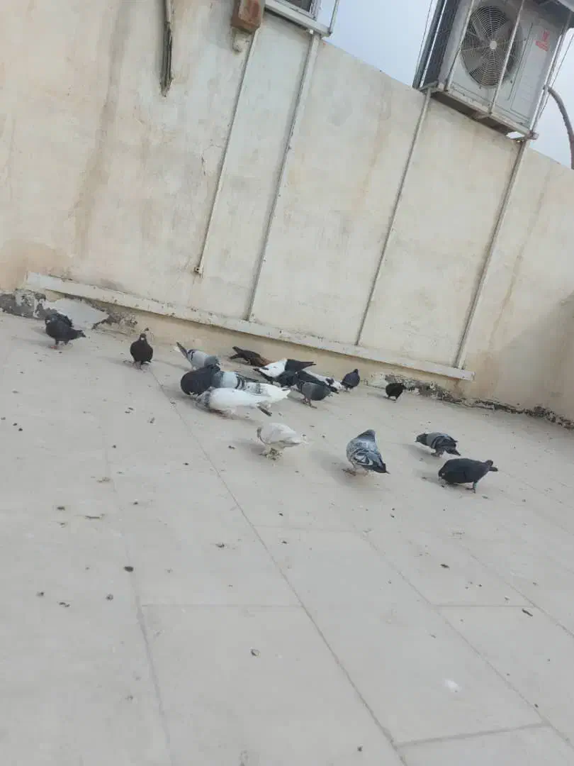 کبوتر|پرنده|قزوین, |دیوار