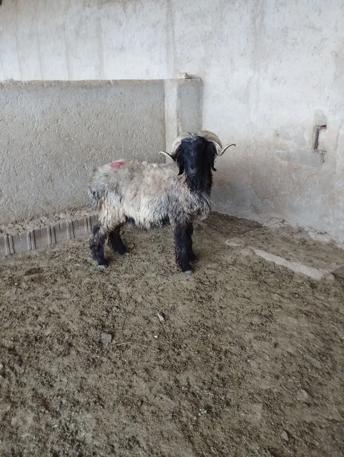 فروش بره و کهره  داشتی بختیاری|حیوانات مزرعه|شیراز, دارالرحمه|دیوار