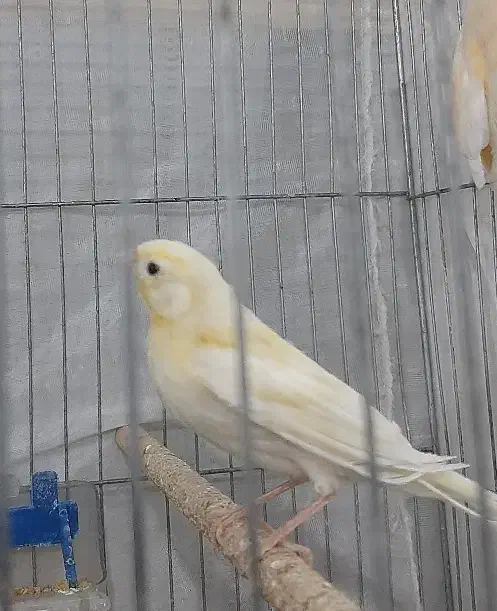 قناری|پرنده|ساوه, |دیوار