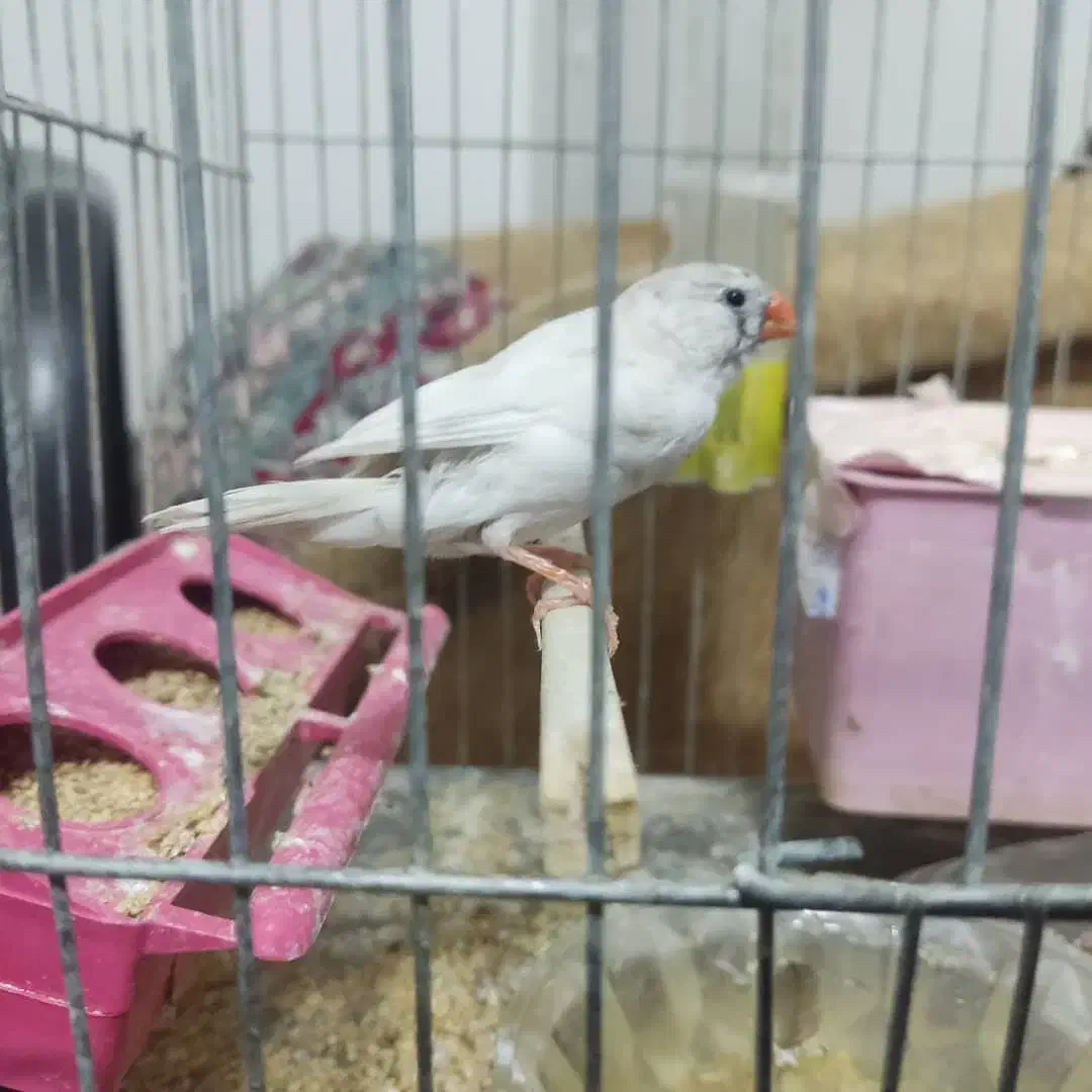 فنچ نر و ماده|پرنده|کرمان, |دیوار