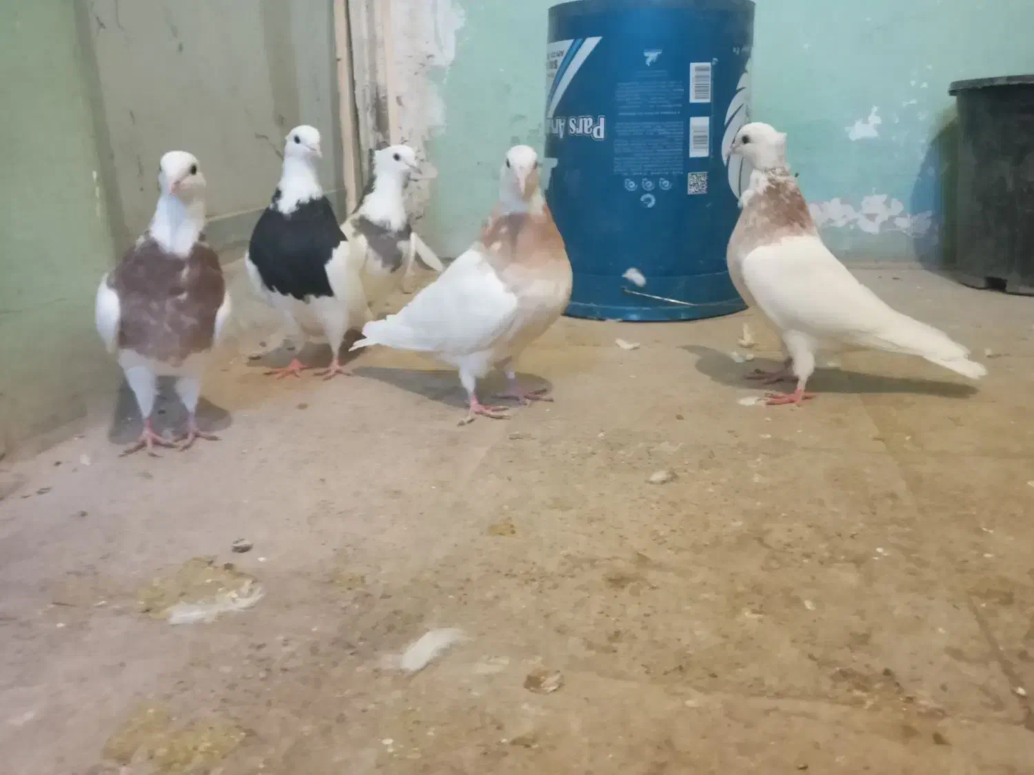 5 عدد کبوتر طوقی نژاد دار|پرنده|اسدآباد, |دیوار