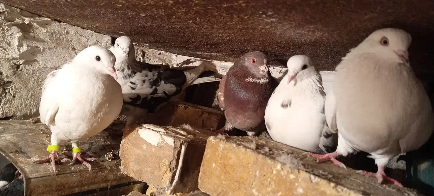 200|پرنده|سیلوانه, |دیوار