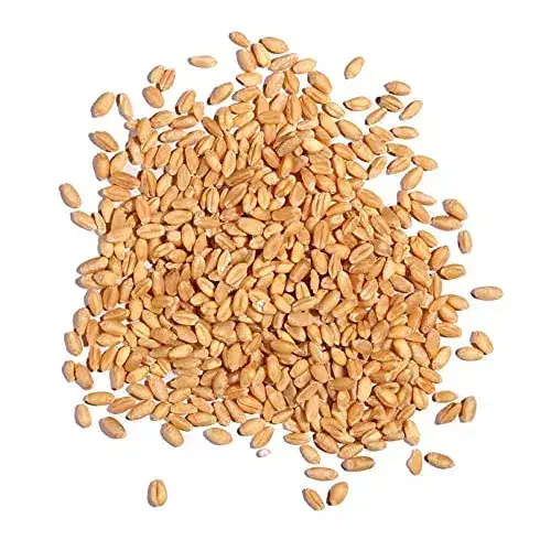 بذر گندم احسان 20|خدمات باغبانی و درختکاری|تاتار علیا, |دیوار