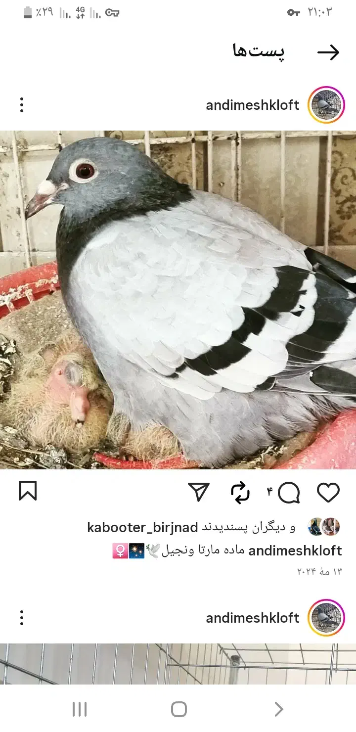 نر سرخ کرمانی عطیقه با ماده مسافتی|پرنده|درمیان, |دیوار