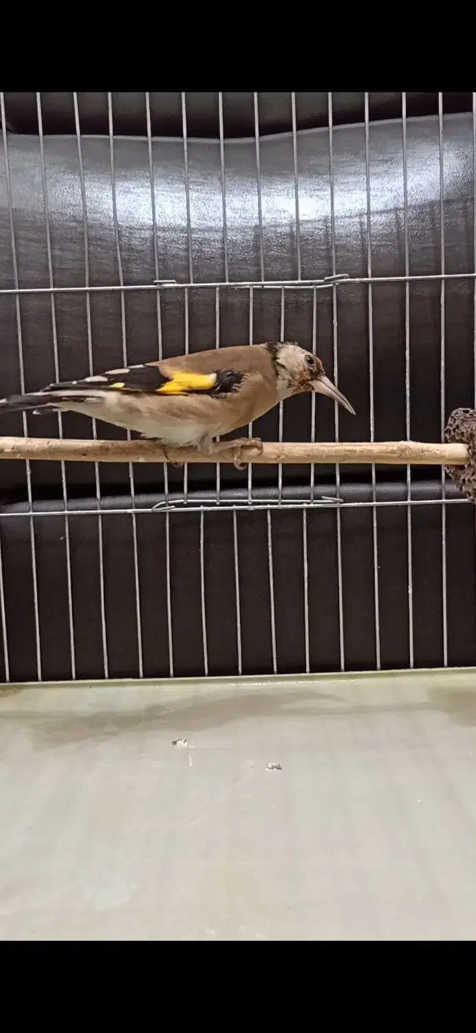 سهره دو رگ قواره بزرگ|پرنده|هشتگرد, شهرک افشاریه|دیوار