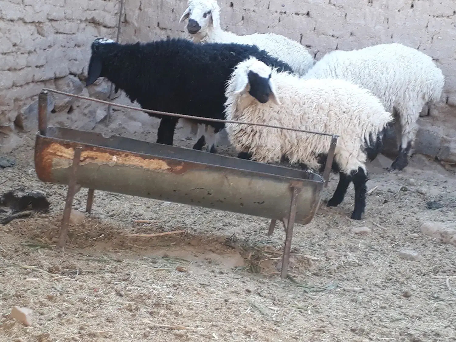 خر فروشی و بره نره|حیوانات مزرعه|گزیک, |دیوار