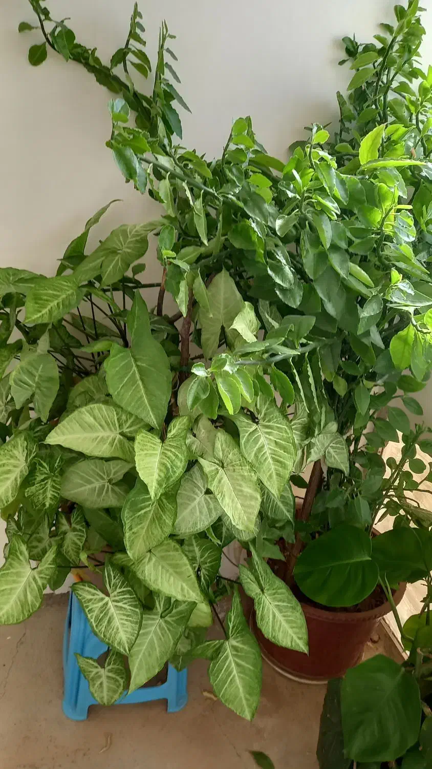 فروش انواع گل|گل و گیاه طبیعی|خانمیرزا, |دیوار