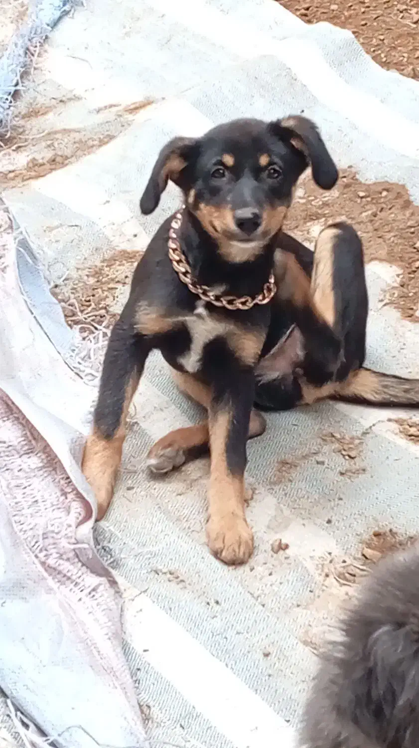 میکس دوبرمن و ژرمن ۱۰۰روزه|سگ|تهران, زعفرانیه|دیوار