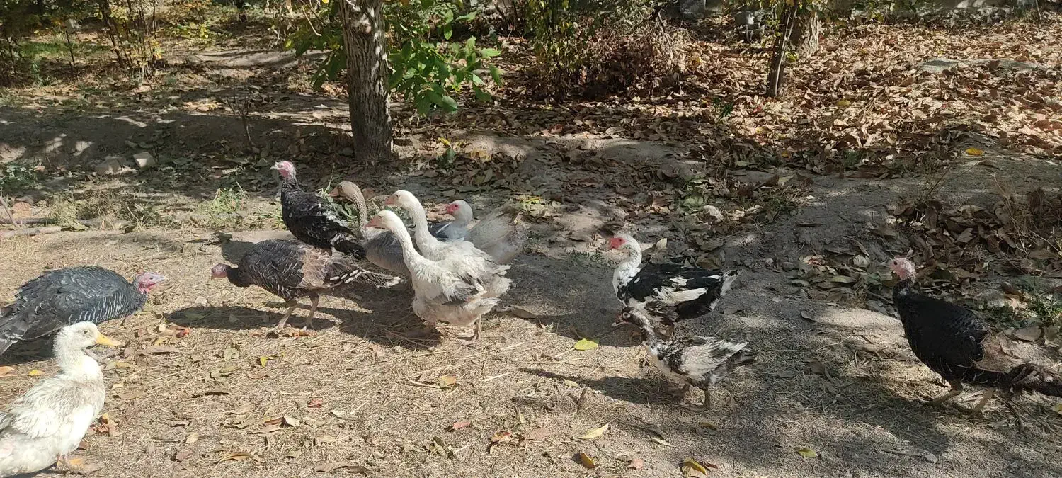 غاز و اردک اسراعیلی|حیوانات مزرعه|کوهسار (البرز), |دیوار