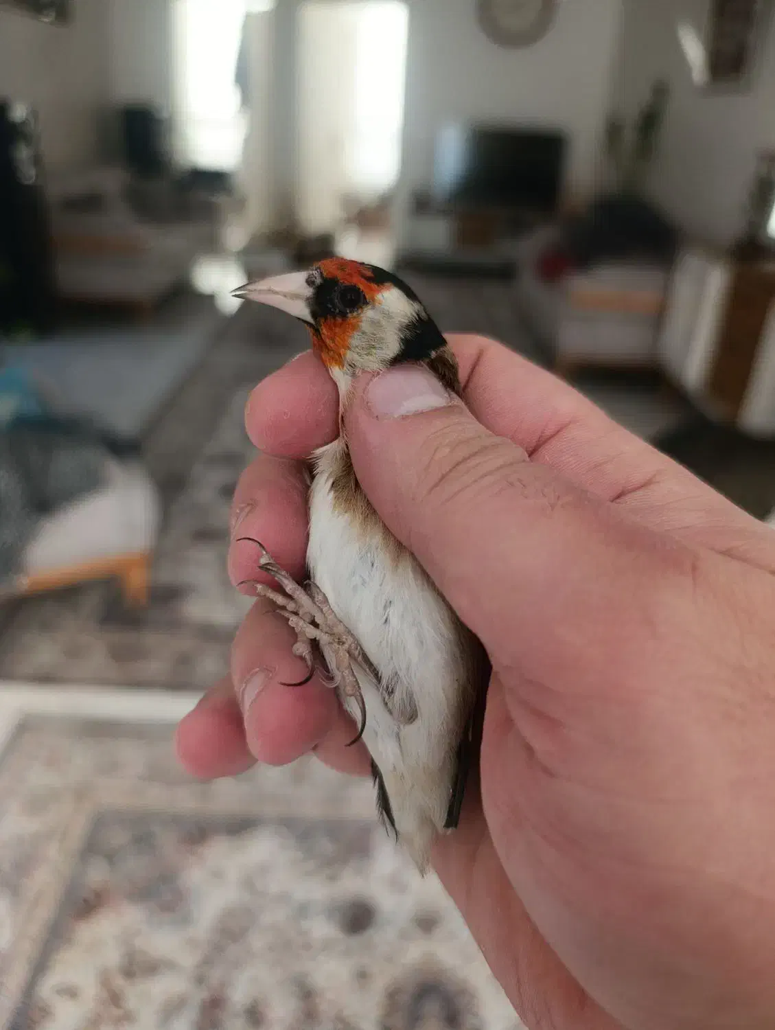 سهره چهارگل|پرنده|تهران, افسریه شمالی|دیوار