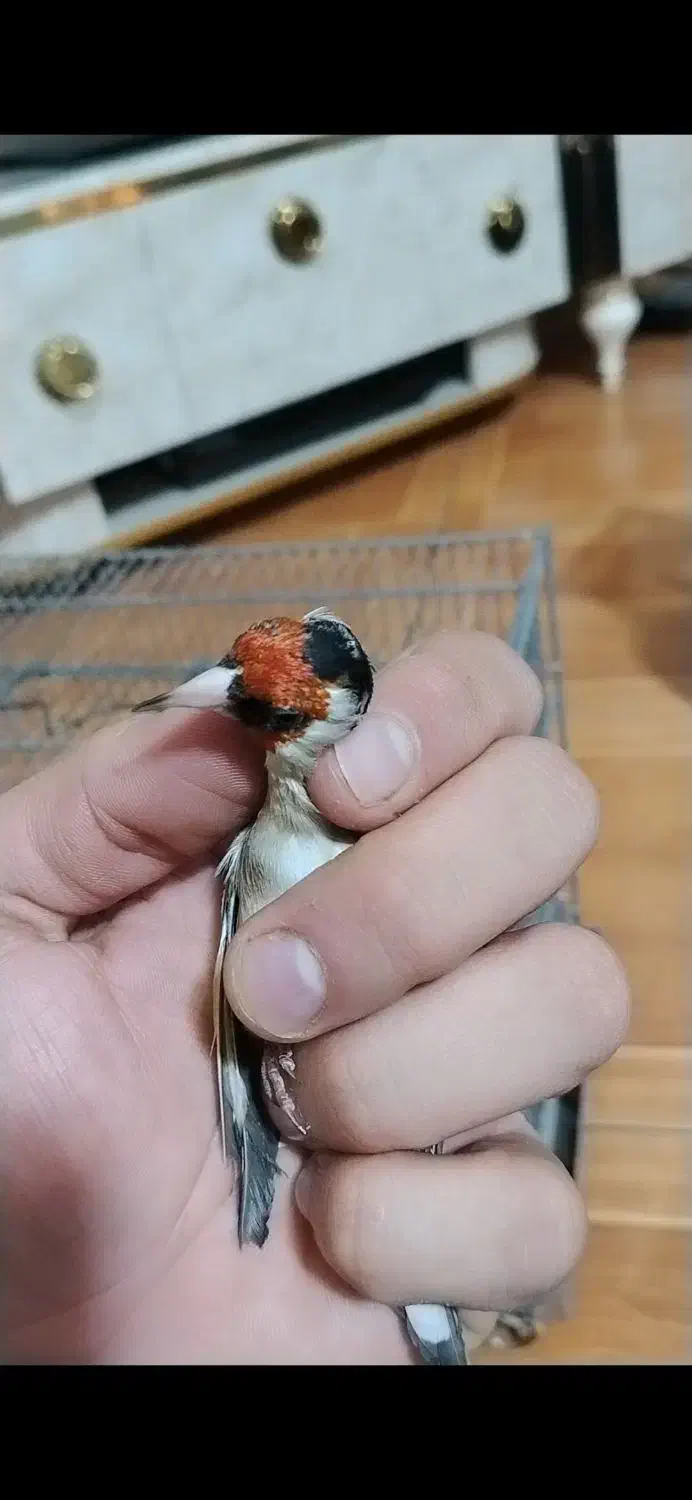 سهره نشون دار|پرنده|تهران, خلیج فارس|دیوار