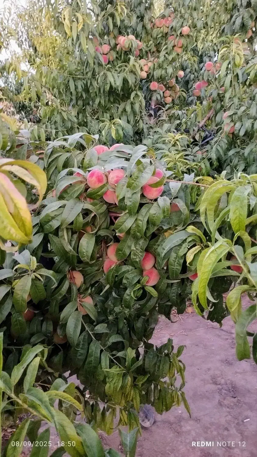 باغ ویلایی|فروش خانه و ویلا|صوفیان, |دیوار