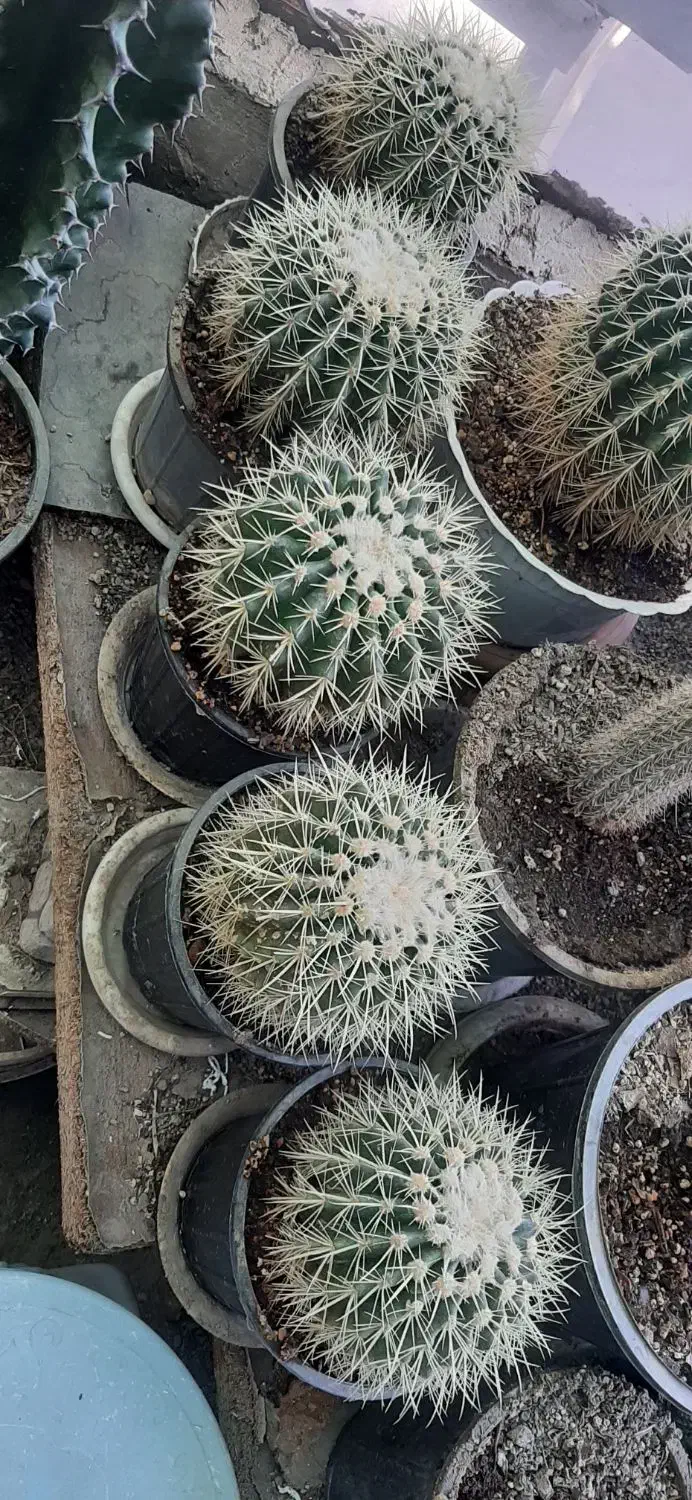 کاکتوس|گل و گیاه طبیعی|مشهد, سجادیه|دیوار