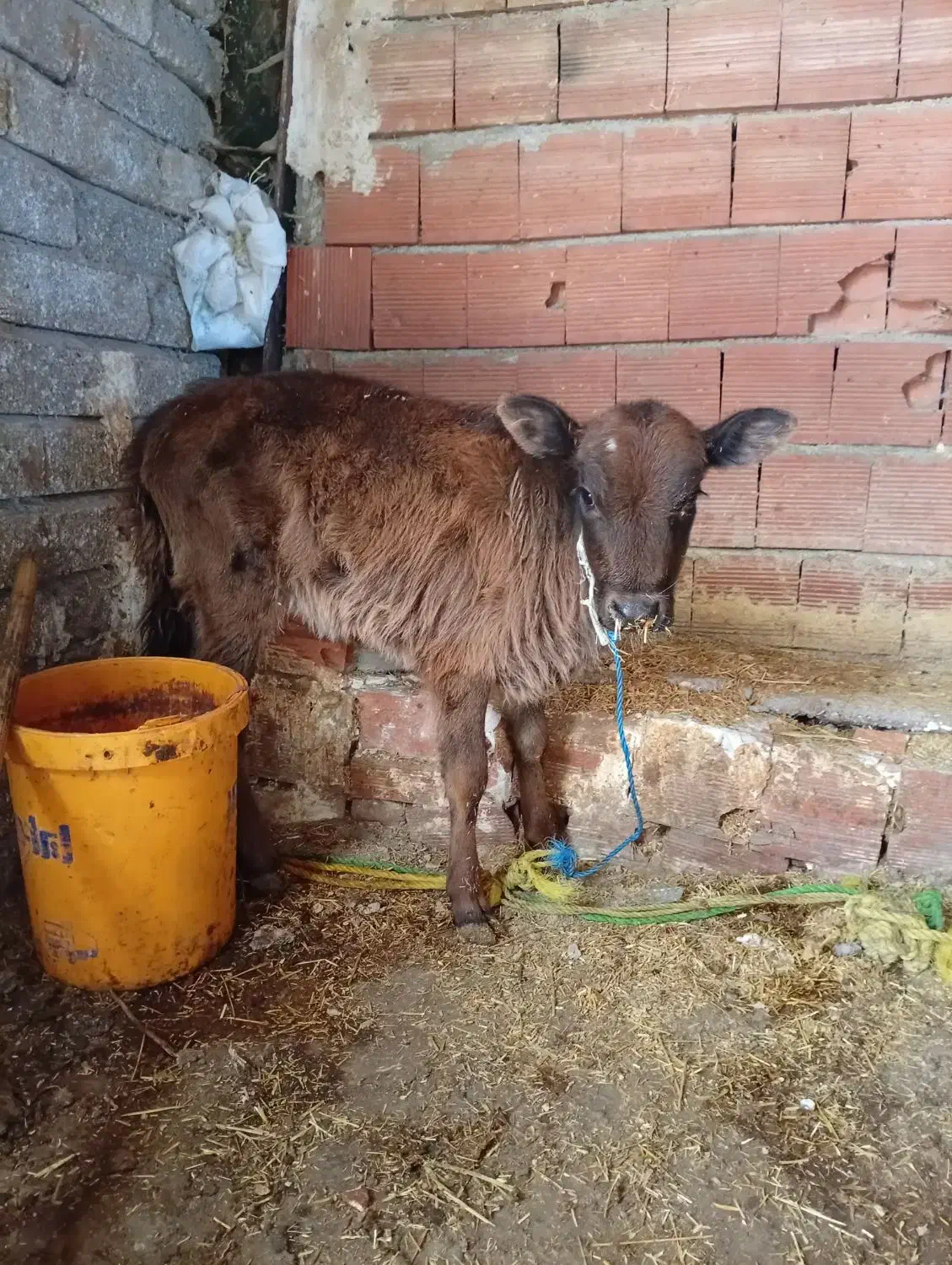 گوساله ماده فروشی|حیوانات مزرعه|ارشق, |دیوار