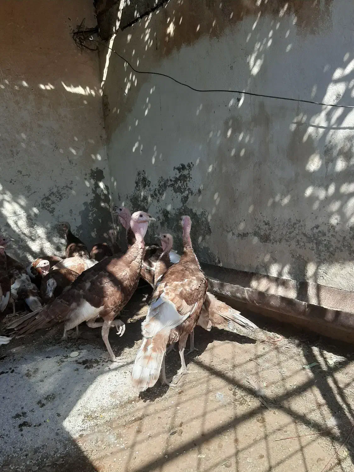 بوقلمون نر  بوربون قرمز|حیوانات مزرعه|امیدیه, |دیوار