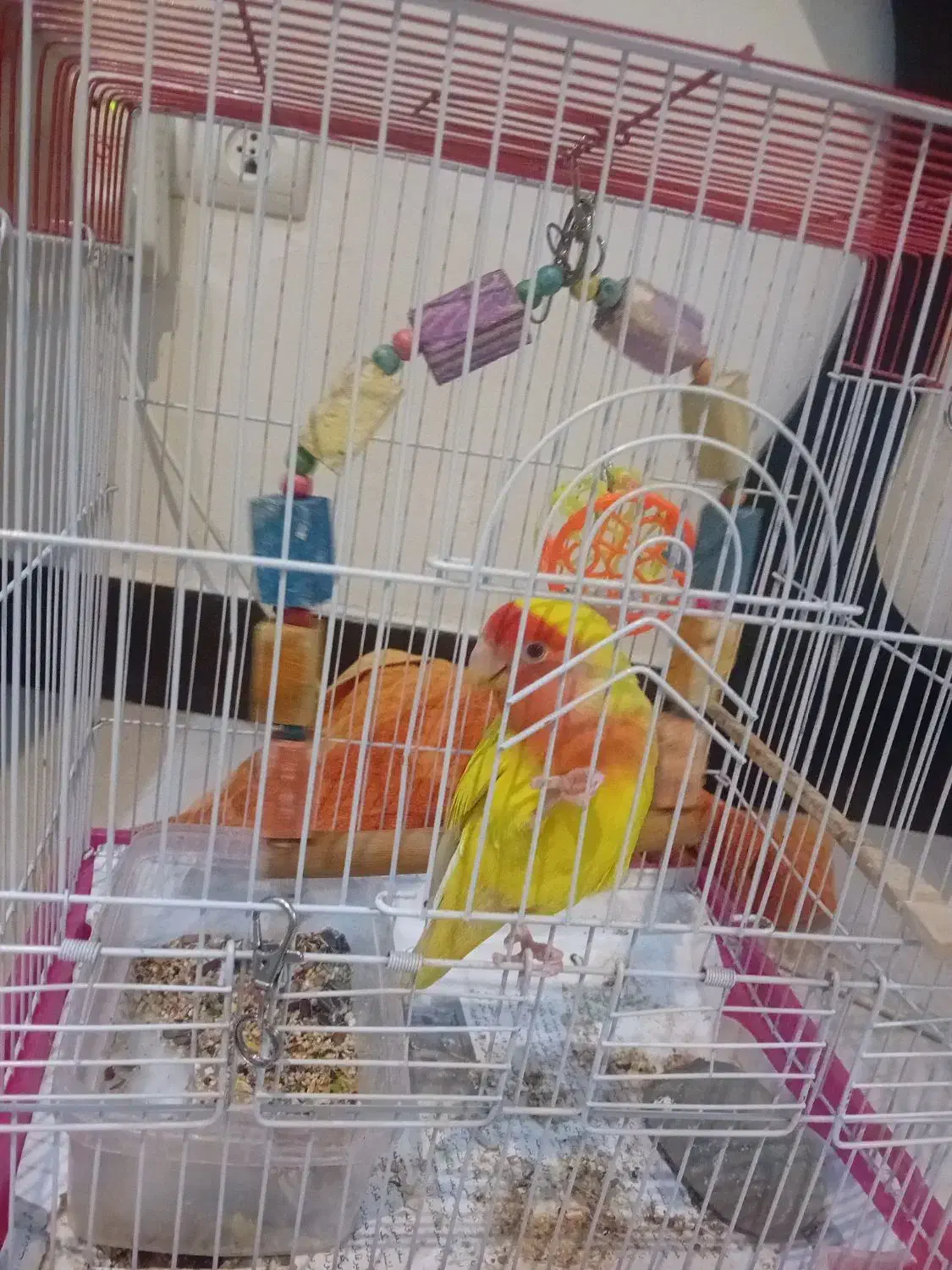 طوطی برزیلی|پرنده|کرج, عظیمیه|دیوار