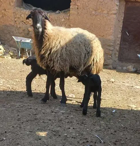 میش سه قلوزا|حیوانات مزرعه|شراء, |دیوار