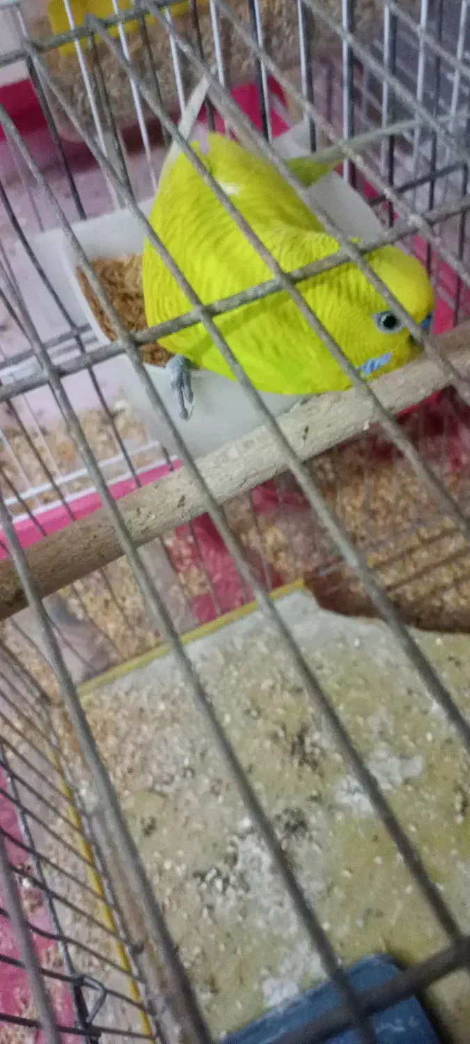 دو عدد مرغ عشق سبز زیبا با دو عدد جوجه سرحال|پرنده|اصفهان, محمودیه|دیوار