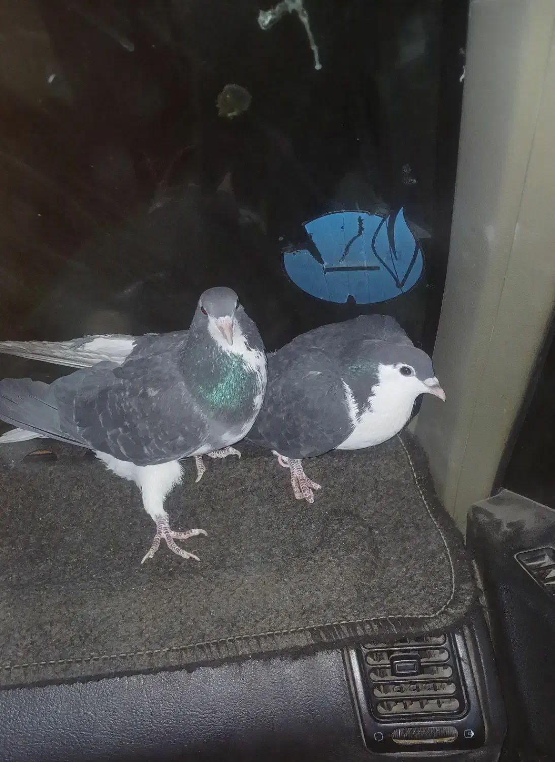 ساده|پرنده|بافق, |دیوار