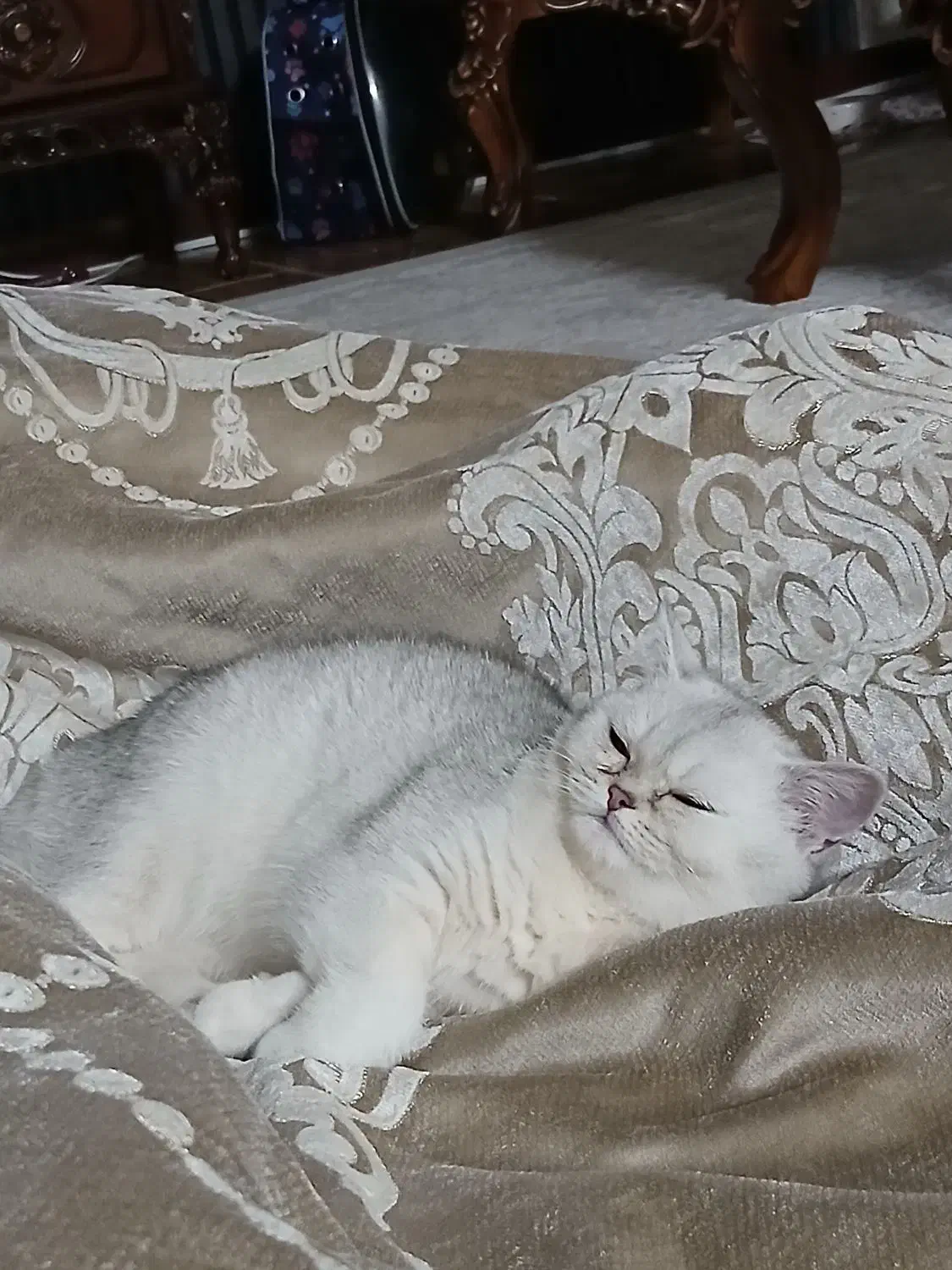 گربه بیریتیش|گربه|قرچک, محمد آباد|دیوار