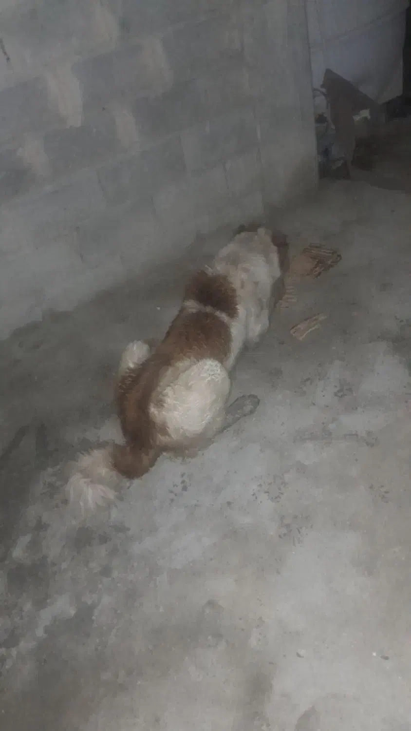 سگگ|سگ|راز وجرگلان, |دیوار