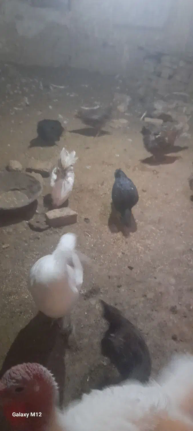 فروش مرغ و بوقلمون|حیوانات مزرعه|ابهر, |دیوار