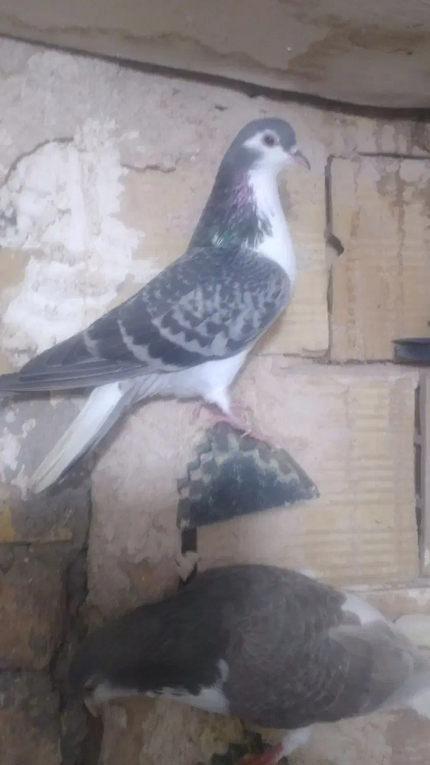 کبوتر ساده|پرنده|فیروزه, |دیوار