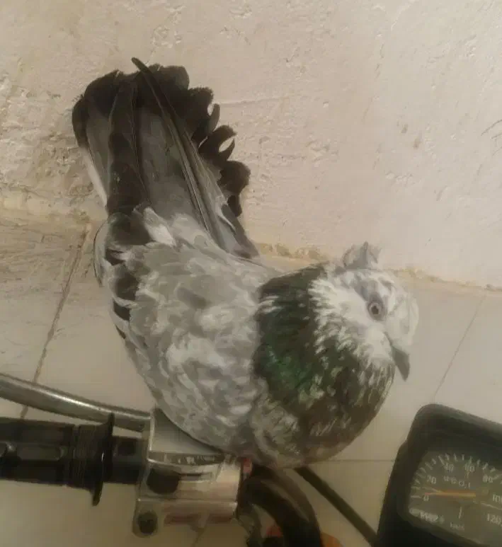 کبوتر کفتر اصفهانی|پرنده|فلاورجان, |دیوار