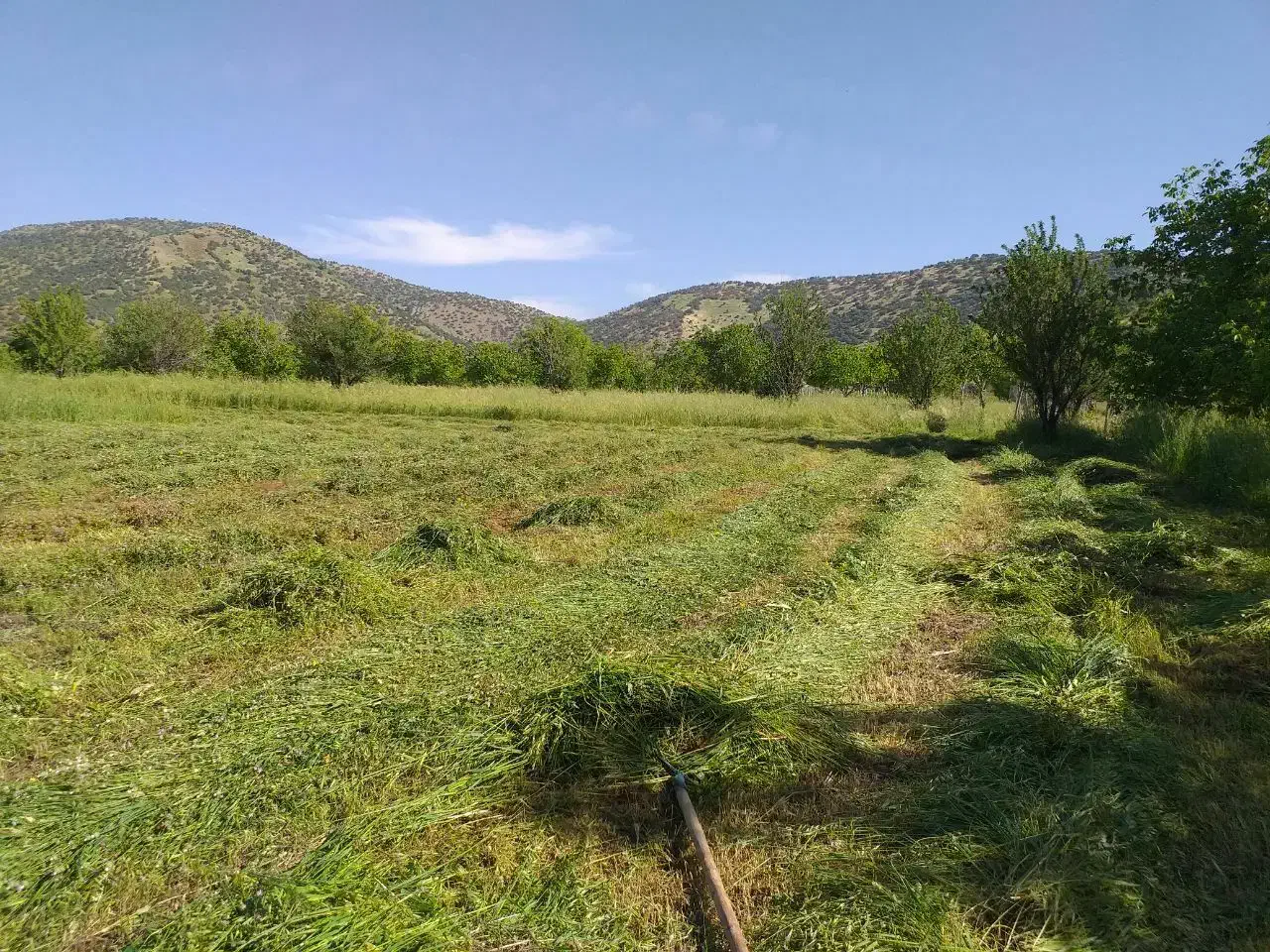 زمین کشاورزی|فروش زمین و ملک کلنگی|خاو و میرآباد, |دیوار