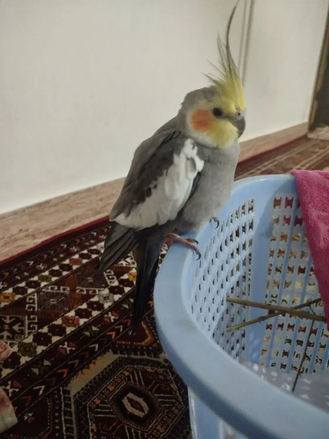 عروس هلندی|پرنده|کلاله, |دیوار