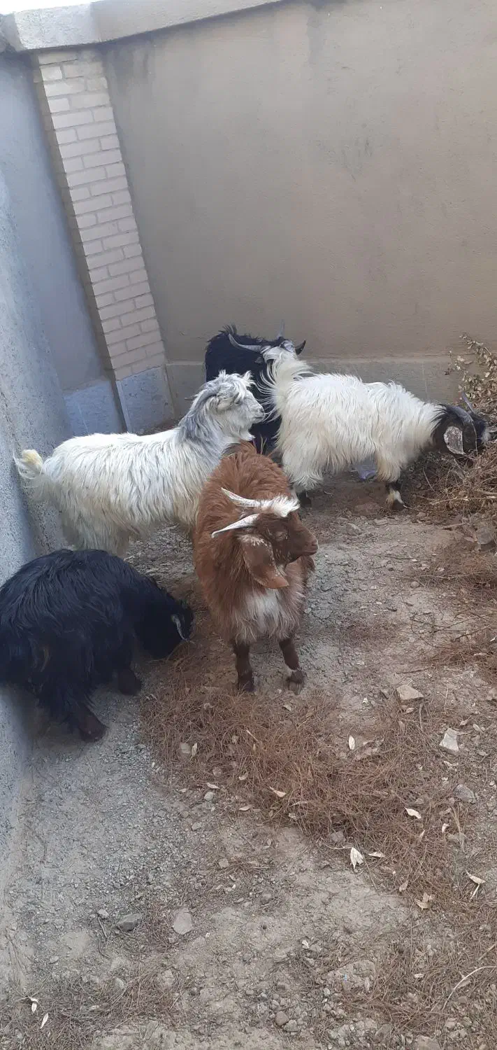 بزغاله نر چاق کاردی|حیوانات مزرعه|قائن, |دیوار