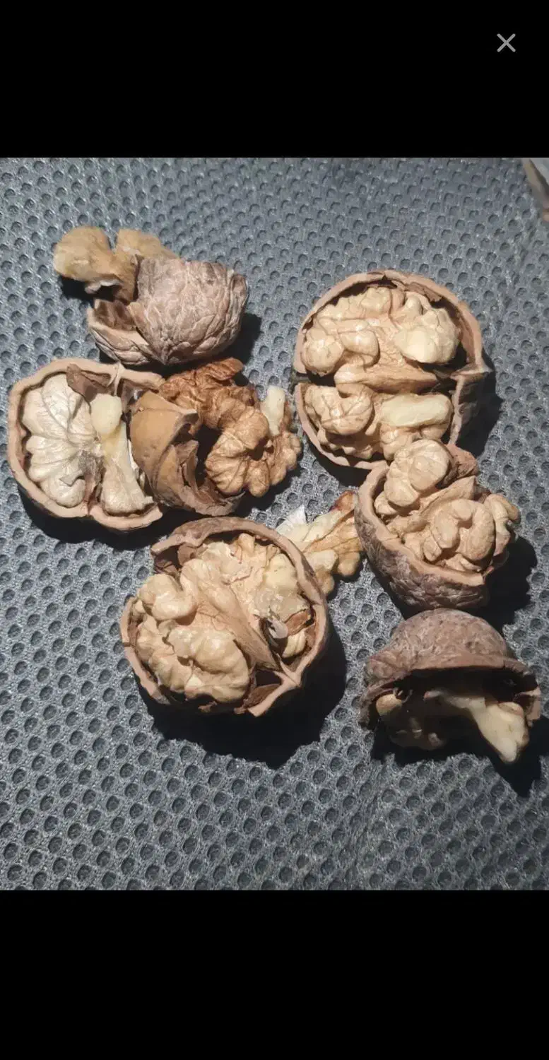 گردو پوست کاغذی|خوردنی و آشامیدنی|مشهد, امیریه|دیوار