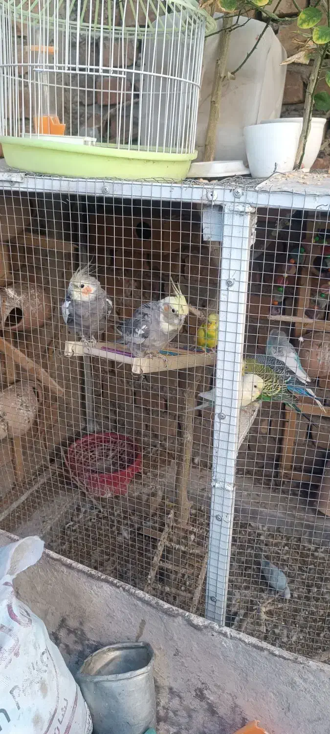 مرغ عشق عروس هلندی|پرنده|خاش, |دیوار