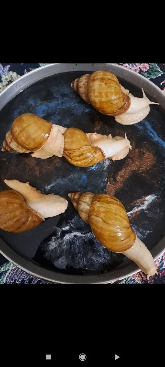 حلزون|خزنده|تهران, تختی|دیوار