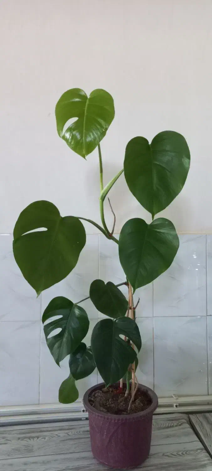 گل طبیعی برگ انجیری|گل و گیاه طبیعی|اهر, |دیوار