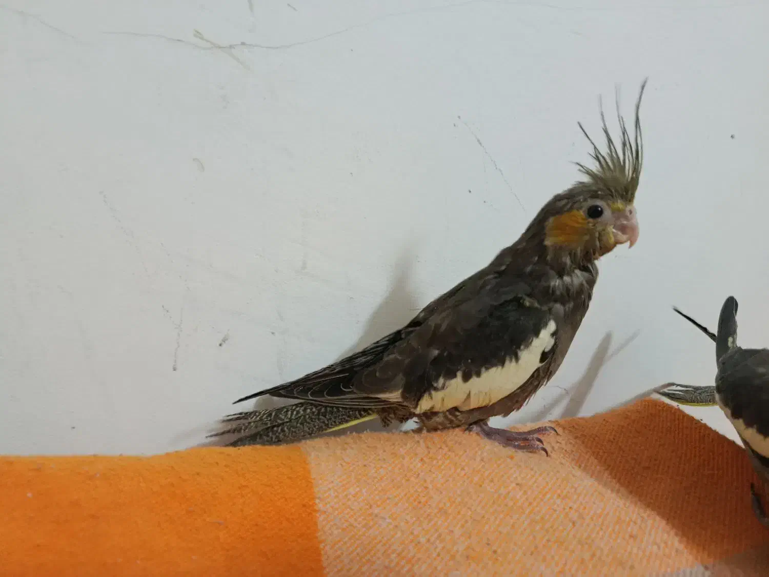 عروس هلندی دون خور ماده|پرنده|بروجرد, |دیوار