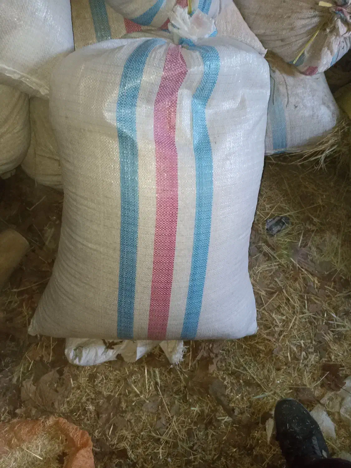 پرلیت گل و گلدان|گل و گیاه طبیعی|تربت‌حیدریه, منظر|دیوار