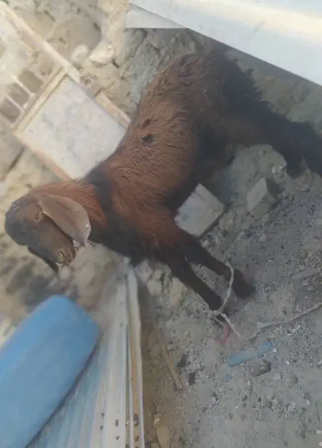 گوسفند پاچن|حیوانات مزرعه|سراوان, |دیوار