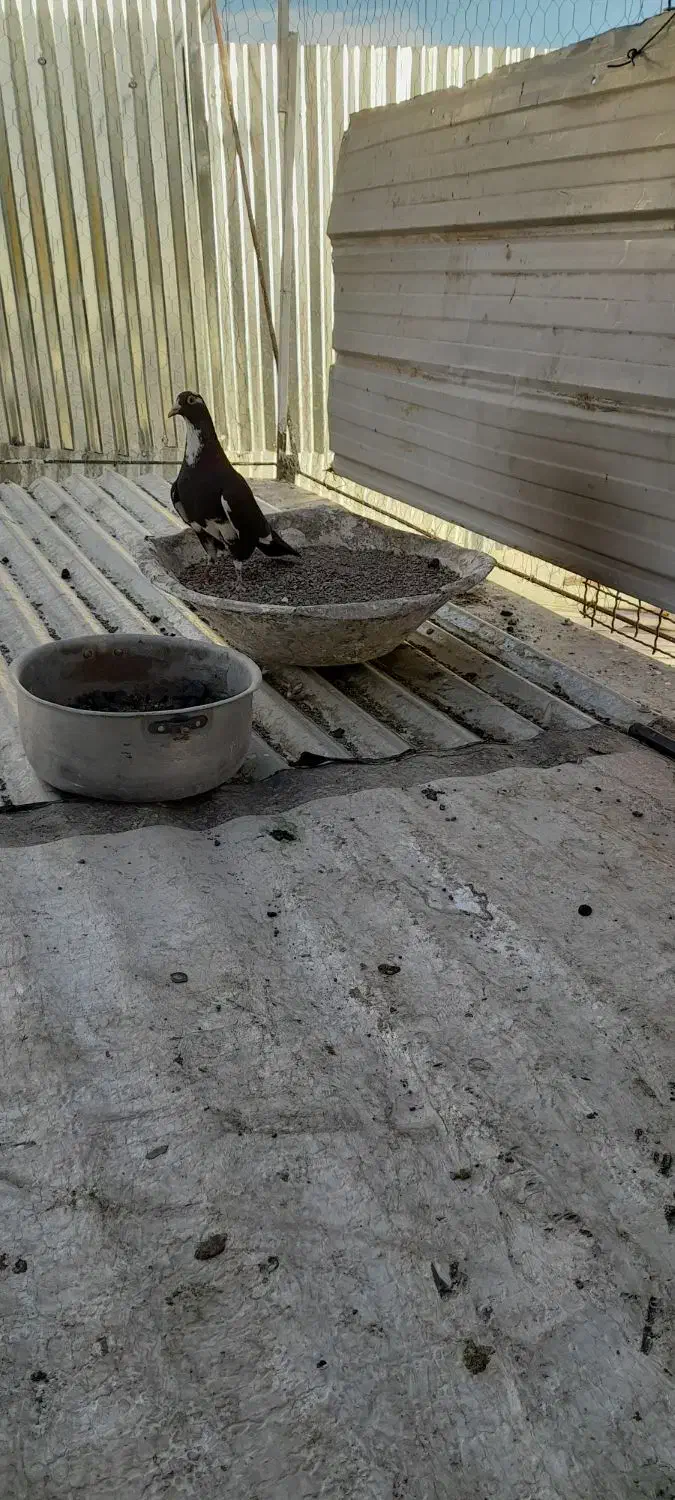 کفتر|پرنده|کرمان, |دیوار