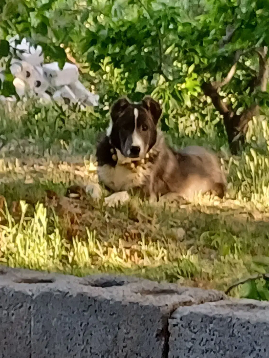 سگ گله ای|سگ|زاینده رود, |دیوار