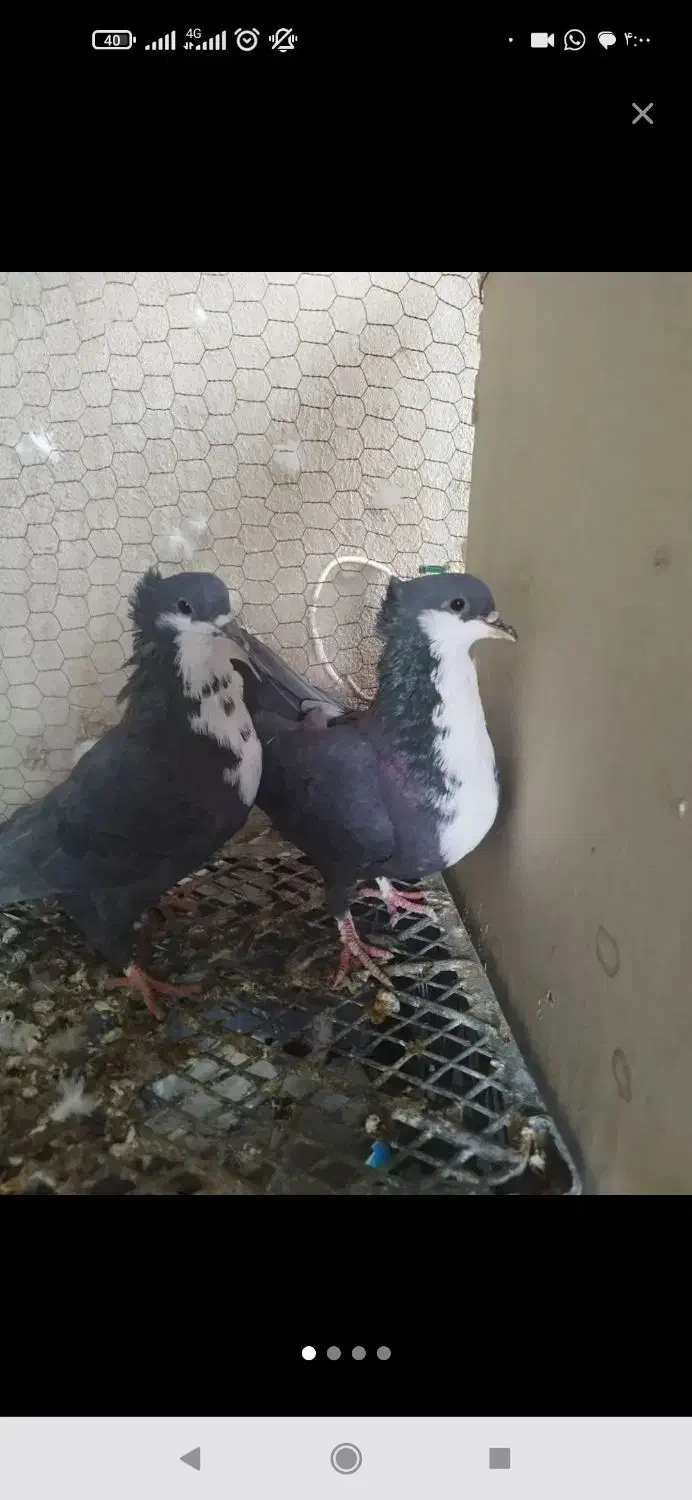 ماده ریش سیاه م خ ا م لوتان|پرنده|چابهار, |دیوار