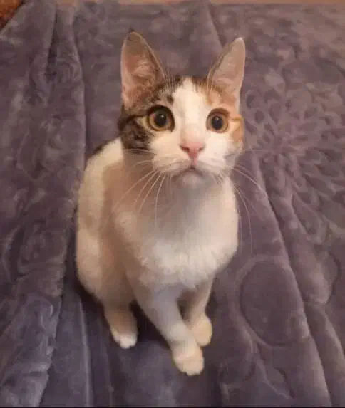 واگذاری ۲ عدد گربه dsh|گربه|تهران, جوادیه|دیوار