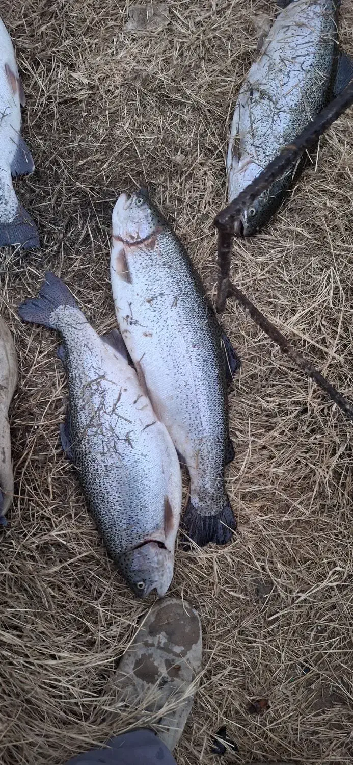 ماهی قزل آلا|ماهی|ماهنشان, |دیوار