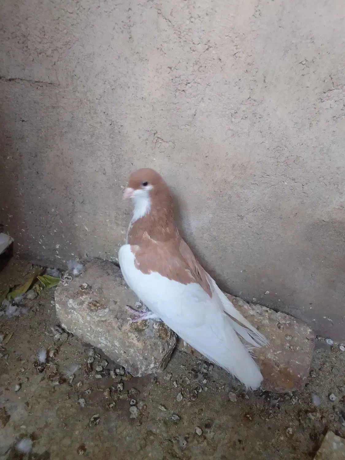 ماده یال زرد بشرط|پرنده|کازرون, |دیوار