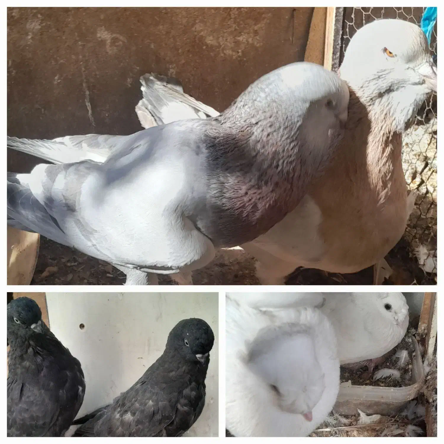 قره سوری لانگ فیس رواعب پرستویی|پرنده|قم, حاج زینل|دیوار