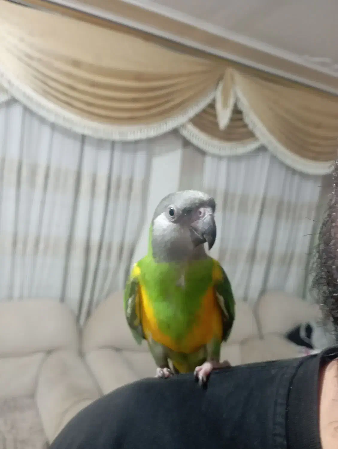 طوطی سنگال|پرنده|شاهین‌شهر, مخابرات (شهید بهشتی)|دیوار